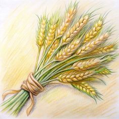 wheat