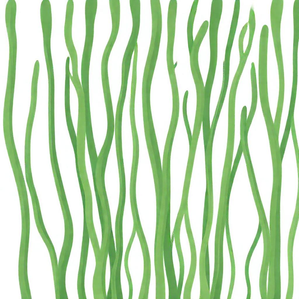 kelp