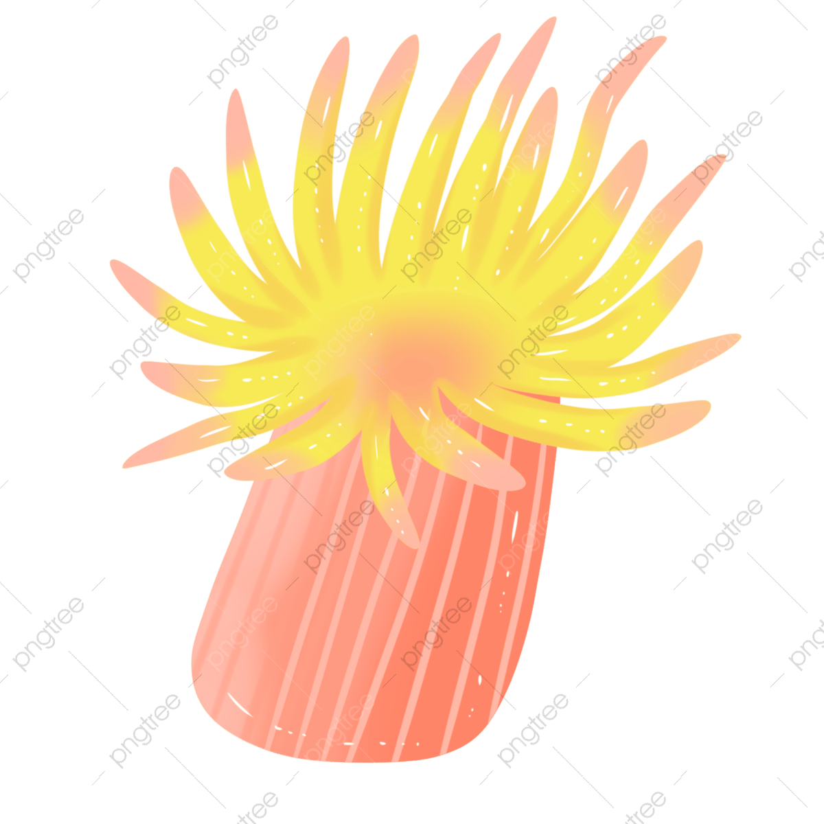 anemone