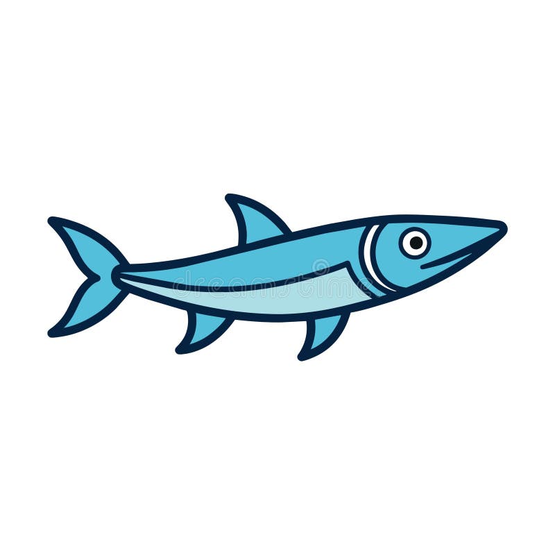 barracuda