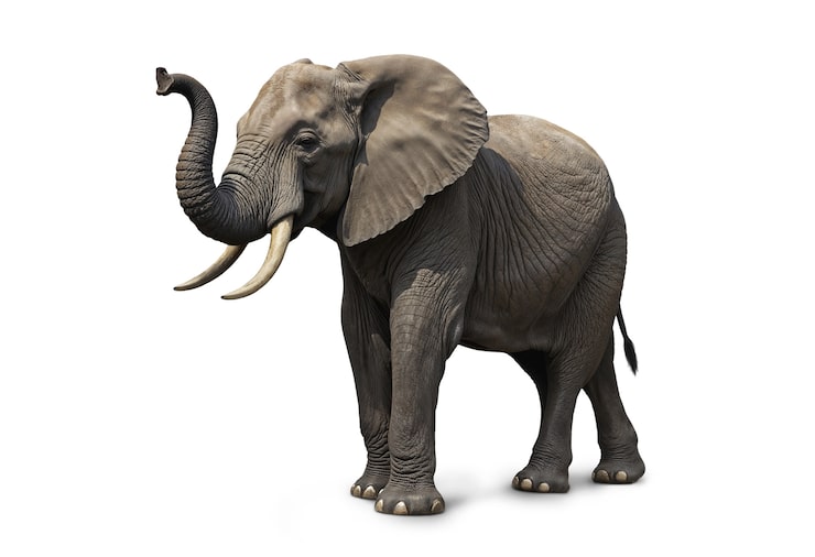 elephant