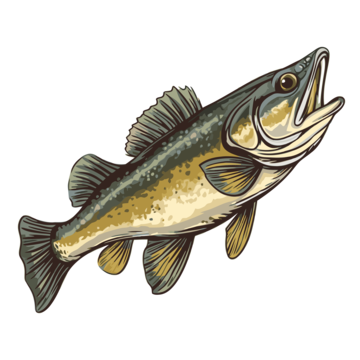 fin