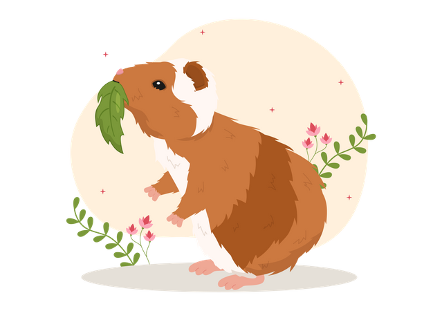 guinea pig
