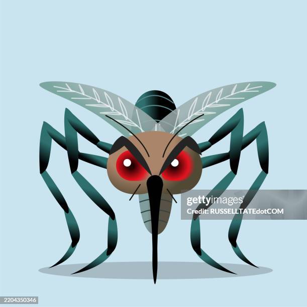 mosquito